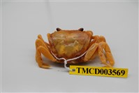 藏品(拉氏清溪蟹)的圖片